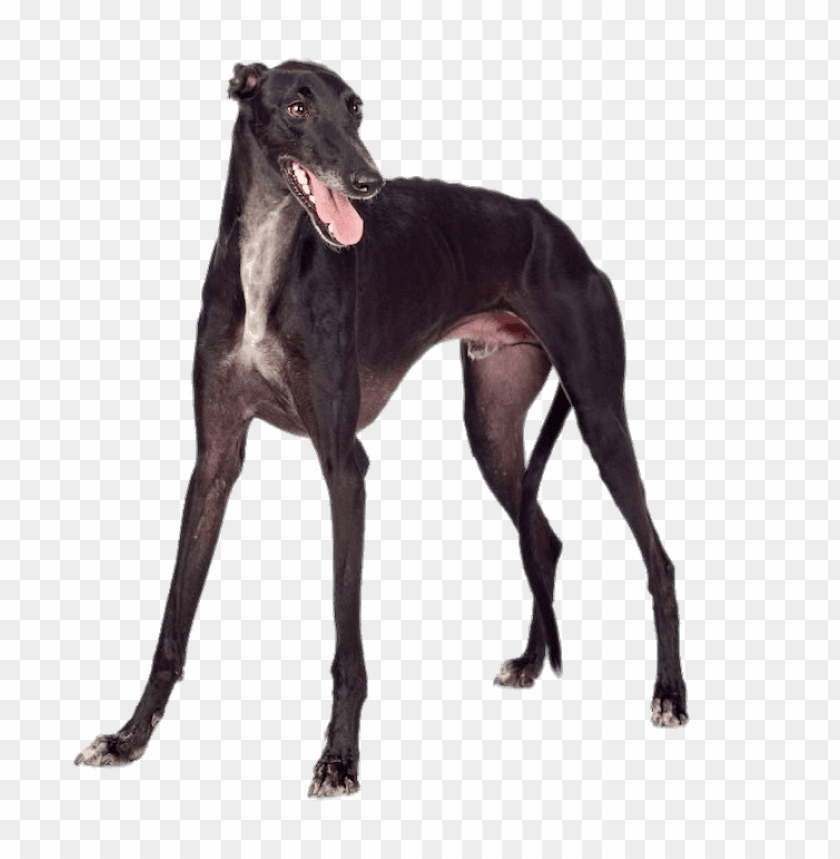 animals, greyhounds, black greyhound, 