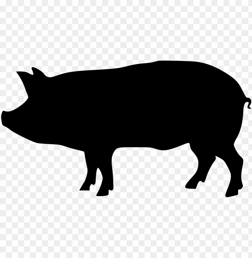 black pig