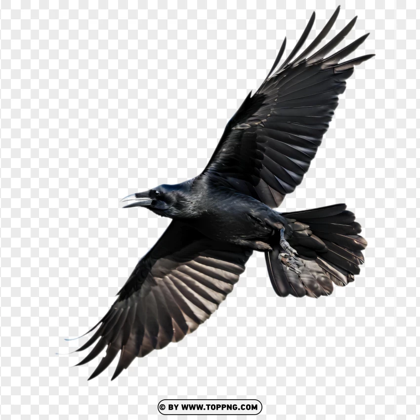 bird, raven, black, flying