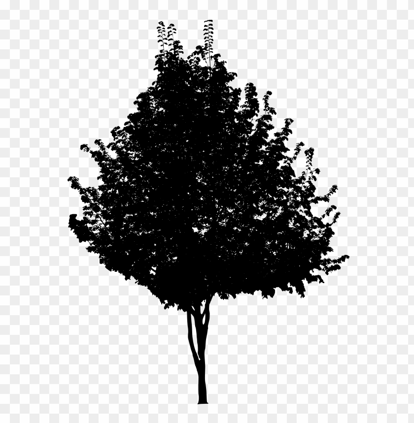 trees, wood, forest, nature,pngtree,treepng,free tree png