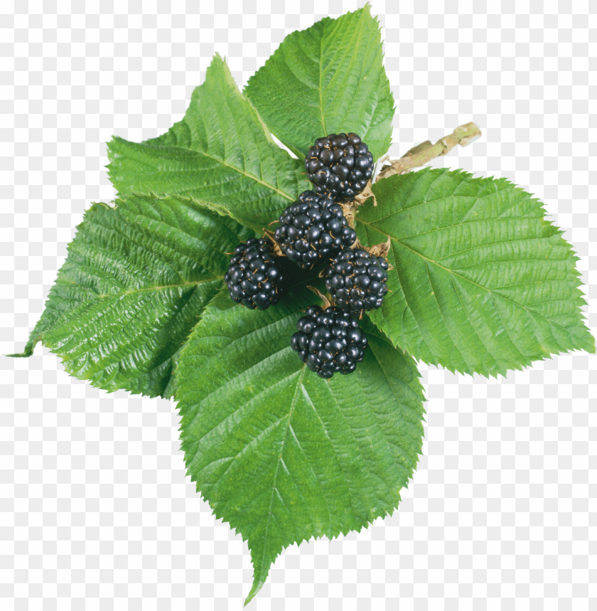 
hybrids
, 
blackberry
, 
rubus subgenus
, 
food
, 
fruit
