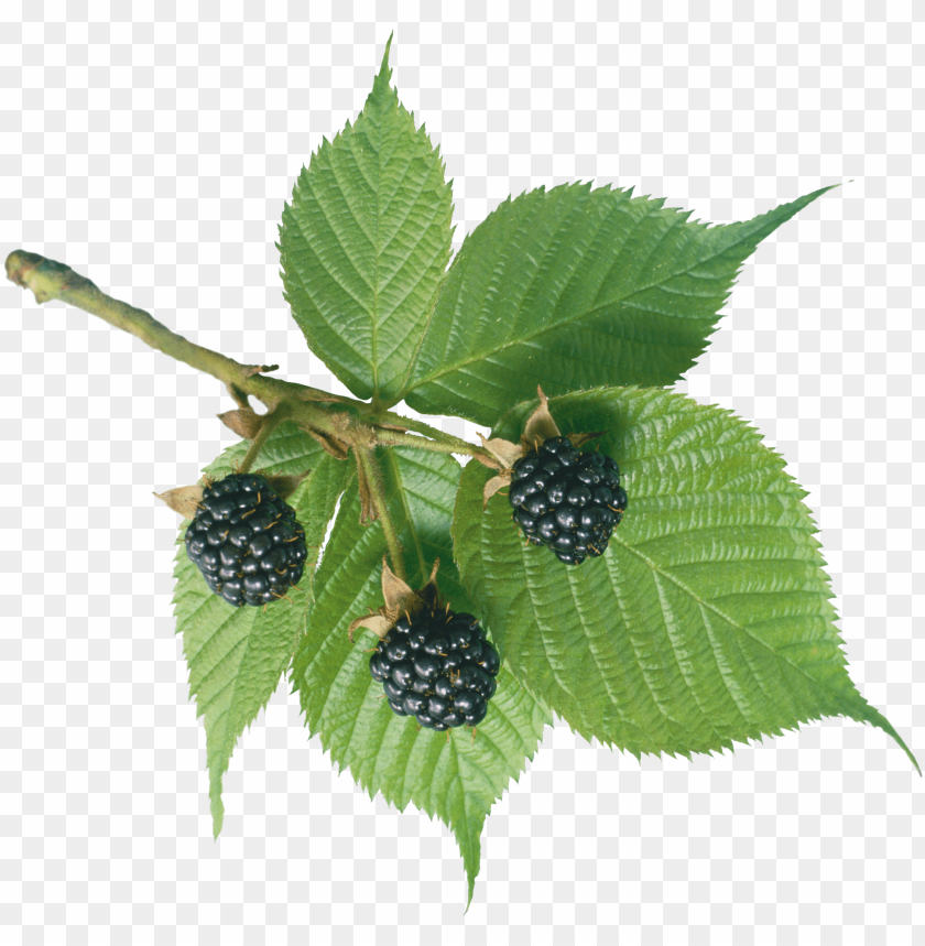 
hybrids
, 
blackberry
, 
rubus subgenus
, 
food
, 
fruit
