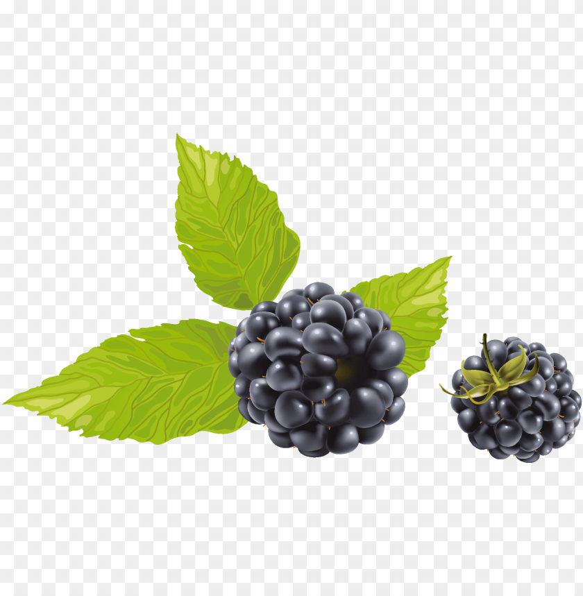 
hybrids
, 
blackberry
, 
rubus subgenus
, 
food
, 
fruit
