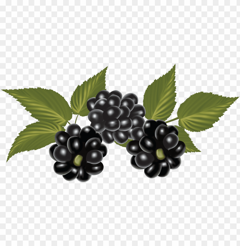 
hybrids
, 
blackberry
, 
rubus subgenus
, 
food
, 
fruit
