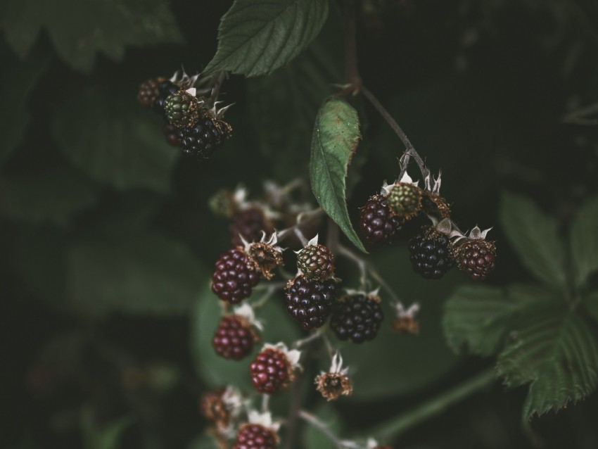 Blackberry Raspberry Berries Macro Blur Background