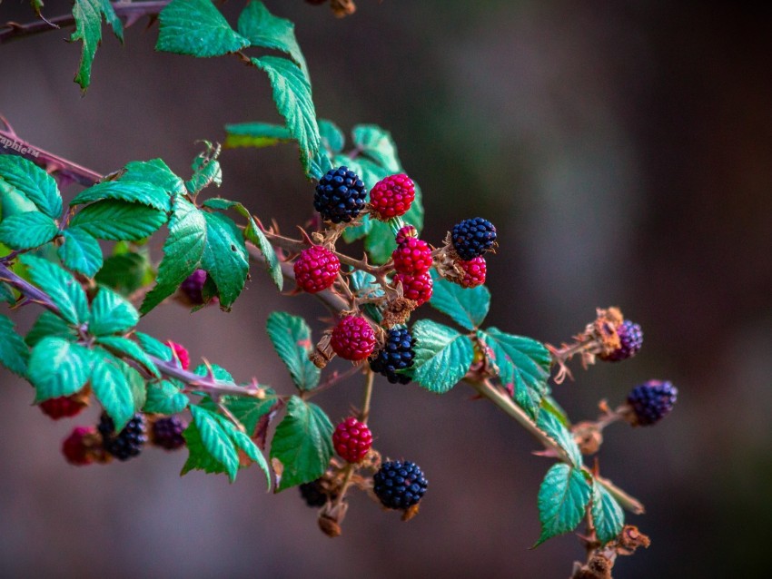 blackberry, raspberry, berry, branch, bush