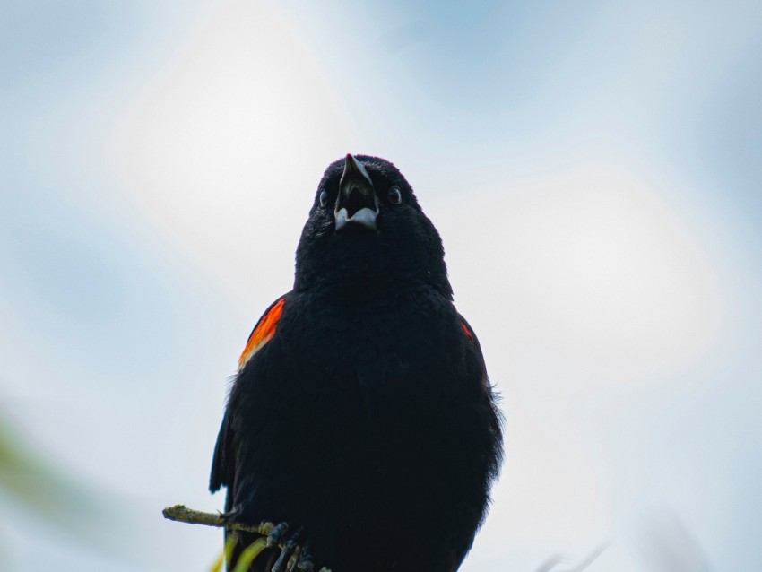 Blackbird Bird Black Branches Leaves Background