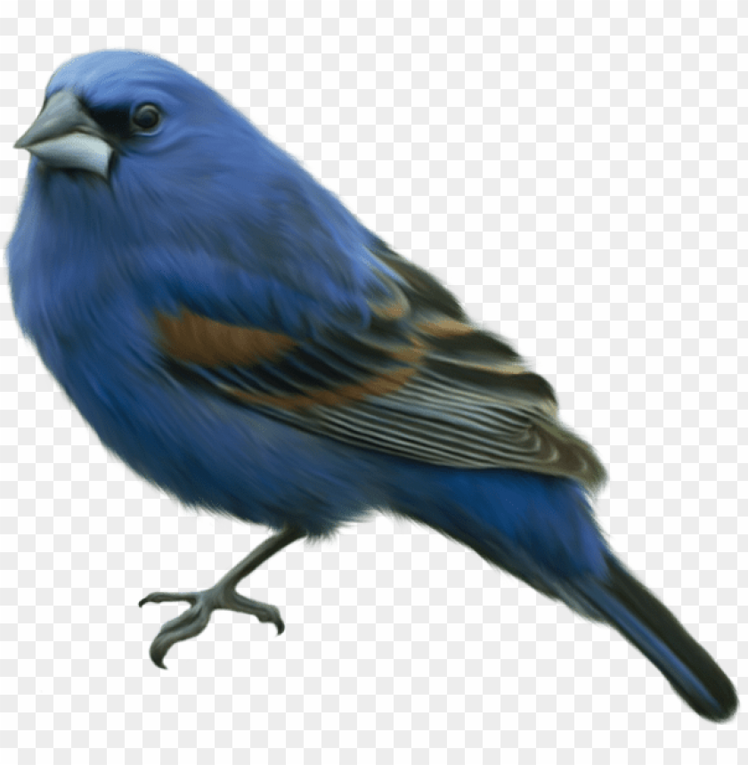 birds png ,bird