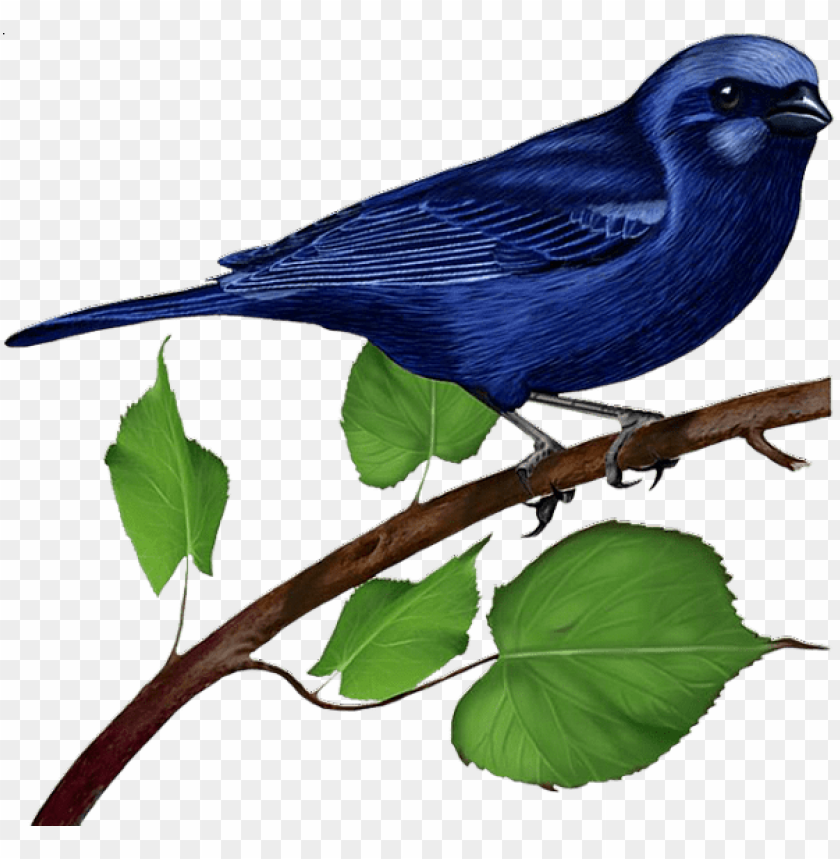 birds png ,bird