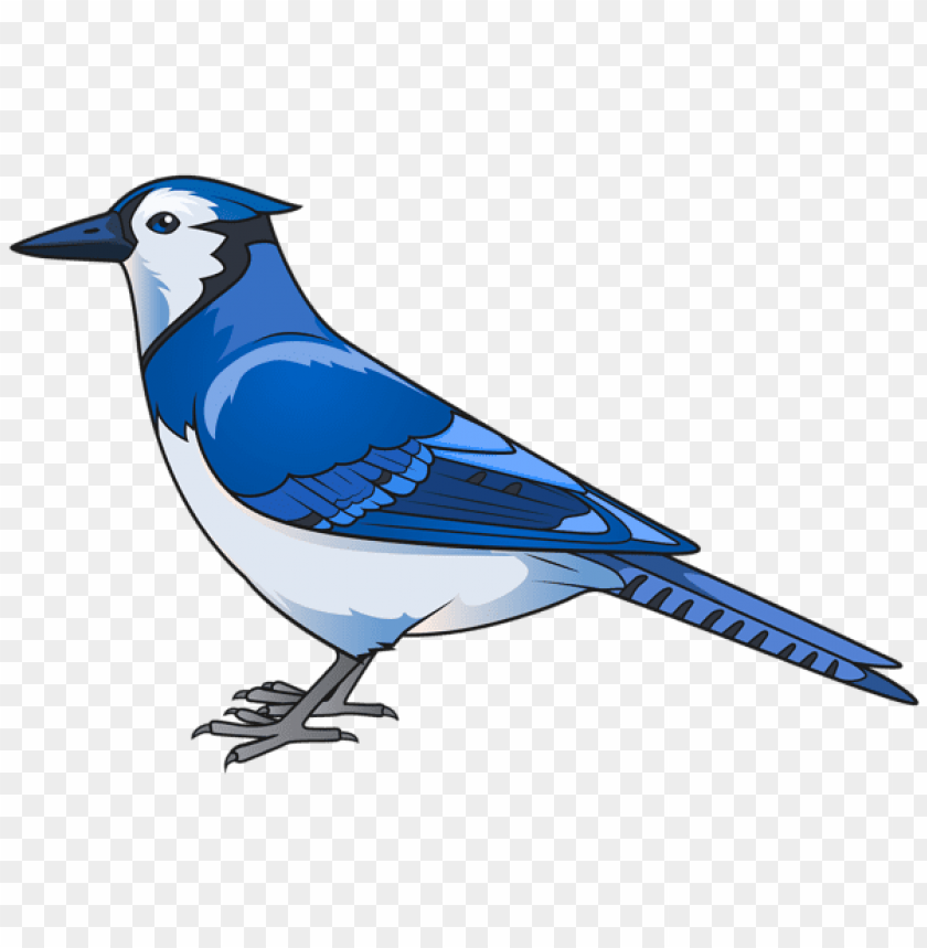 birds png ,bird