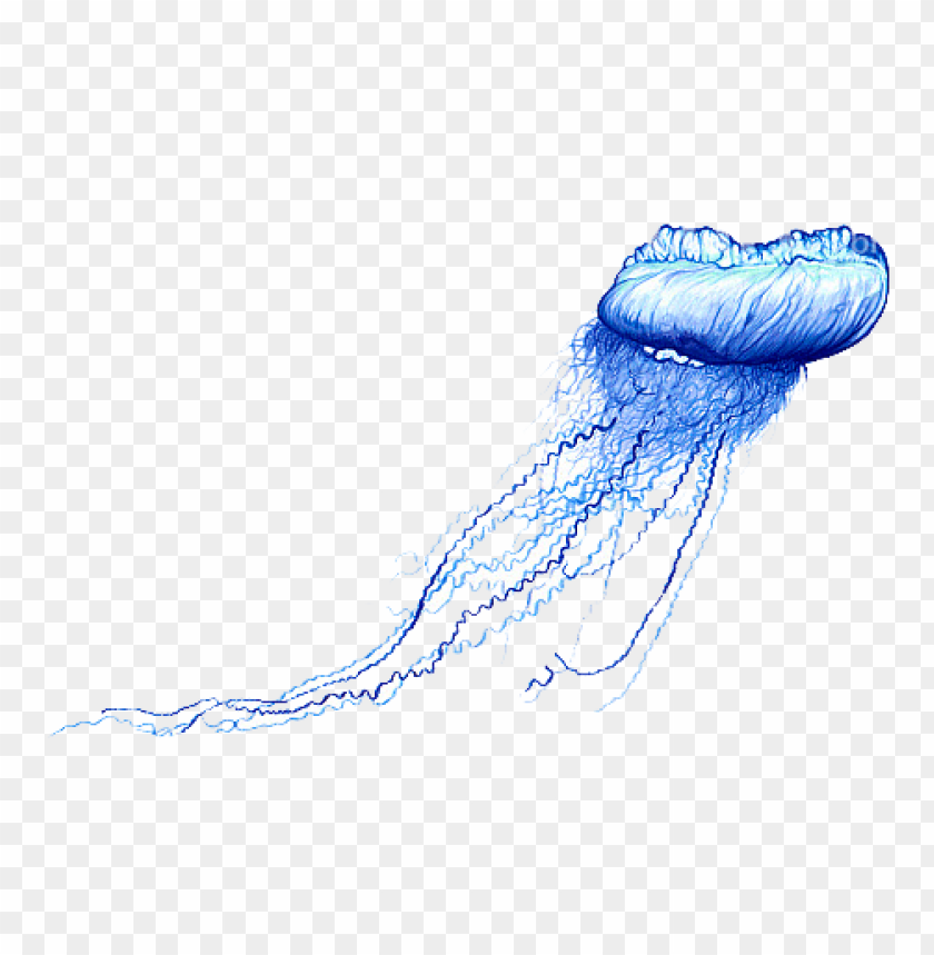 jellyfish,animals