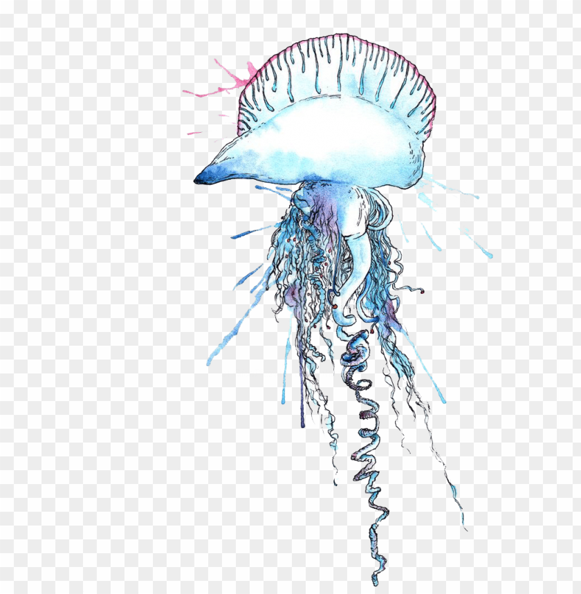 jellyfish,animals