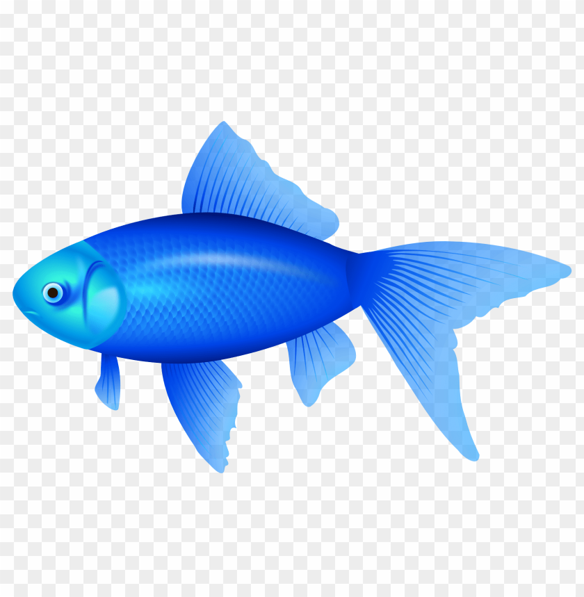 blue, fish