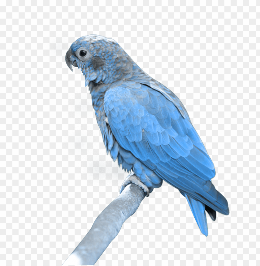 
parrot
, 
bird
, 
colorful
, 
green
, 
red
, 
blue
, 
flying
