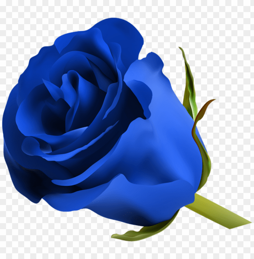 blue rose