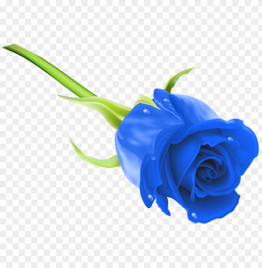 blue rose