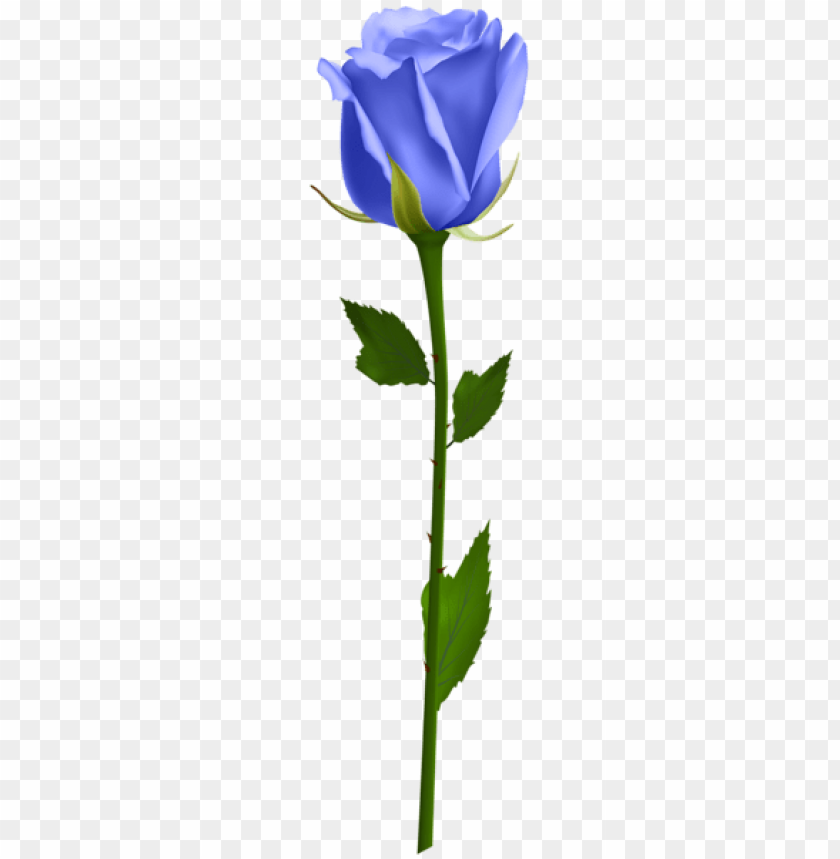 blue rose