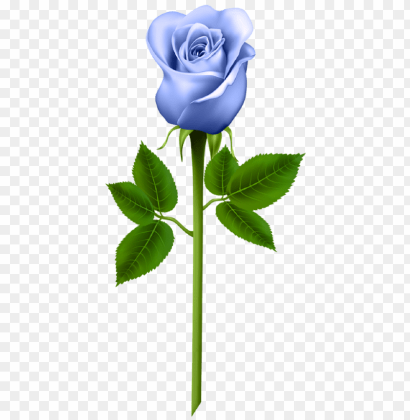 blue rose