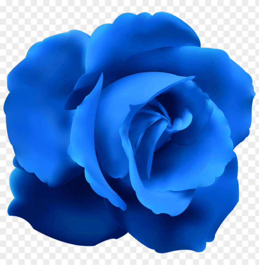 blue rose