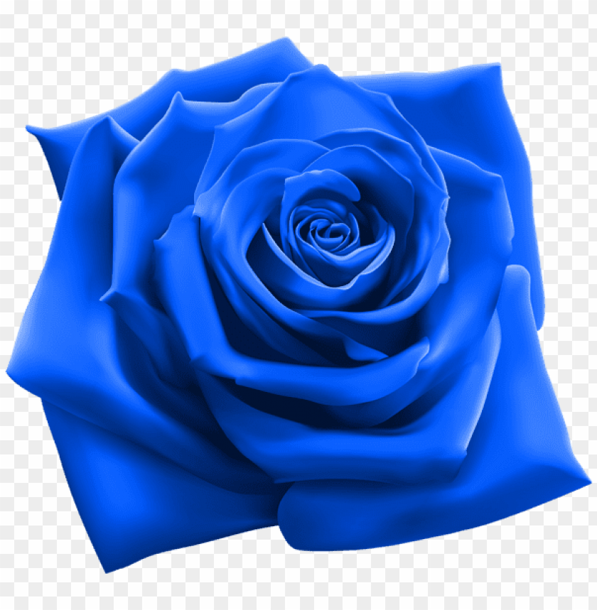 blue rose