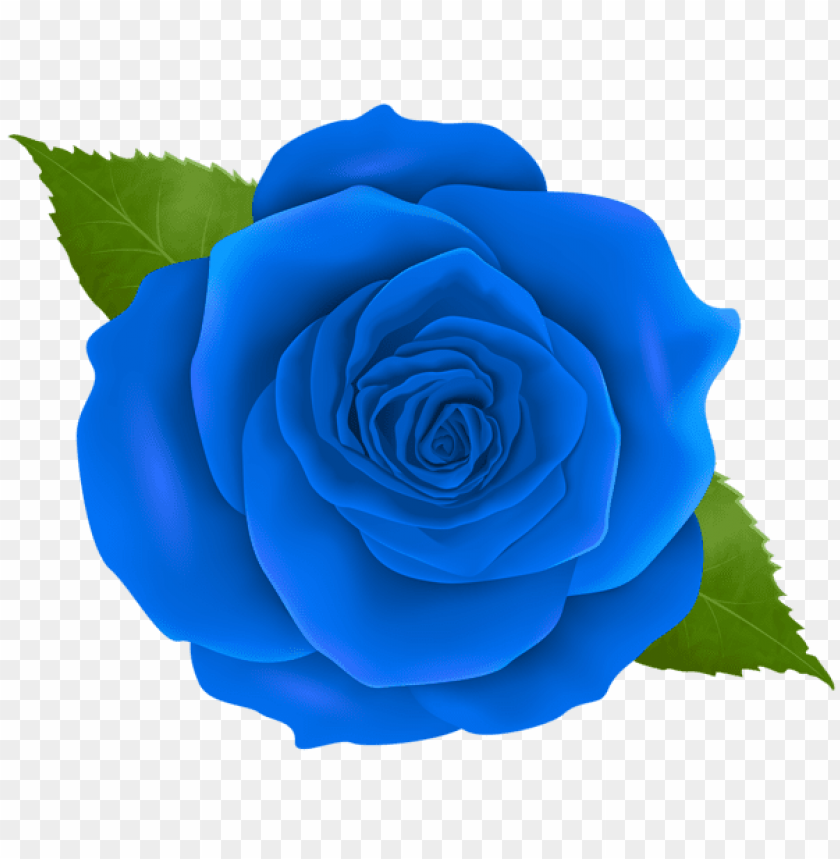 blue rose