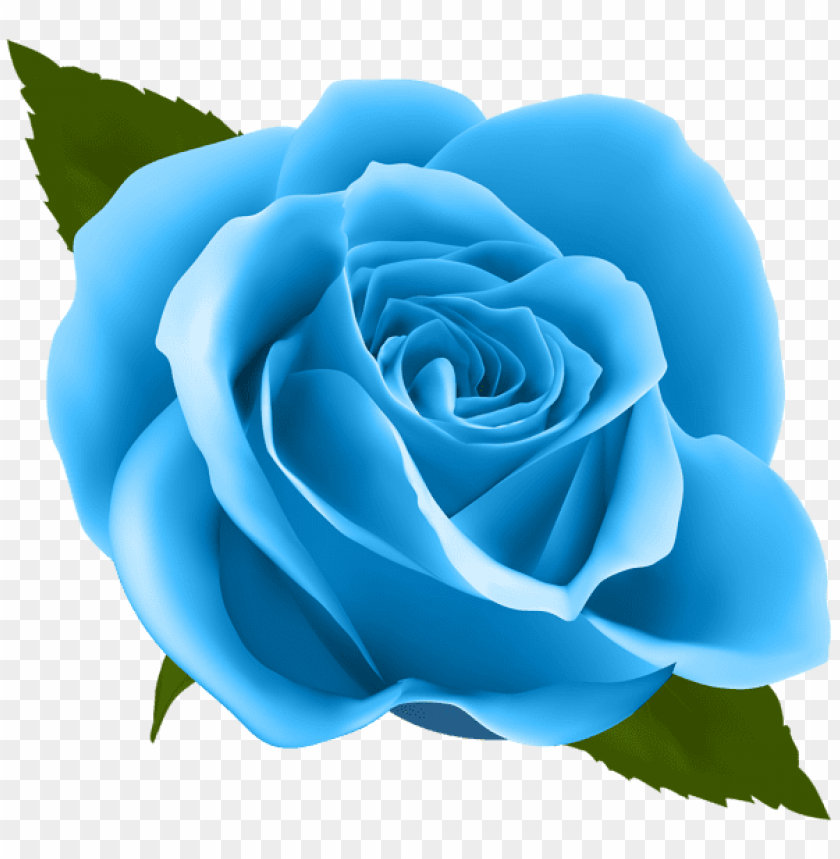 blue rose