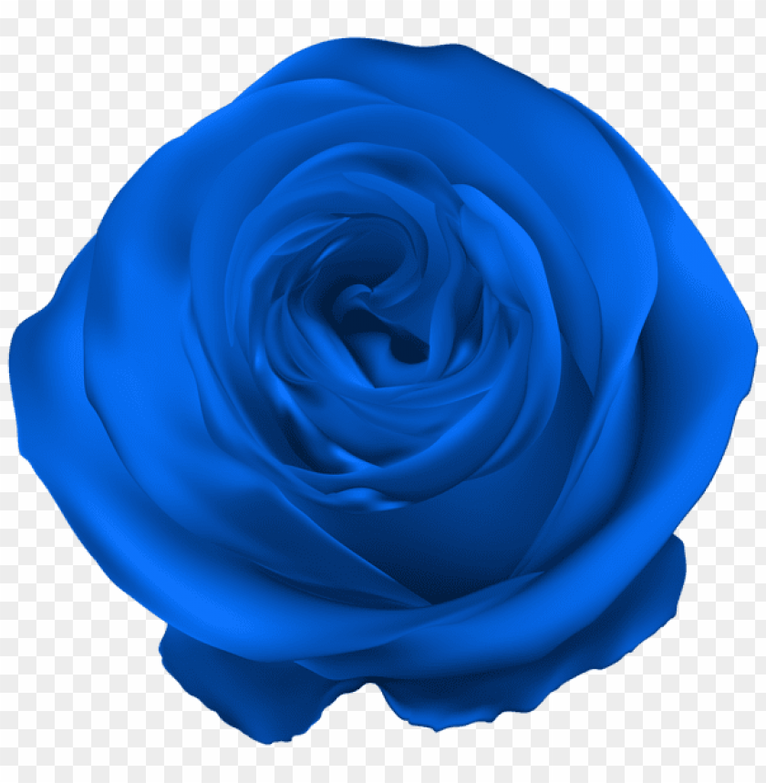 blue rose png