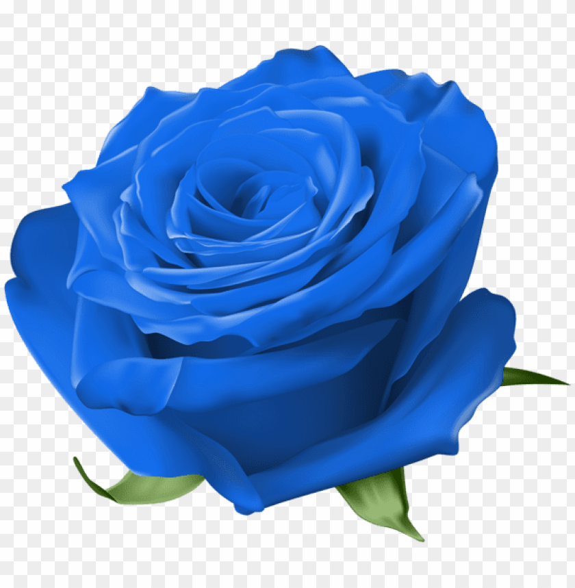 blue rose transparent