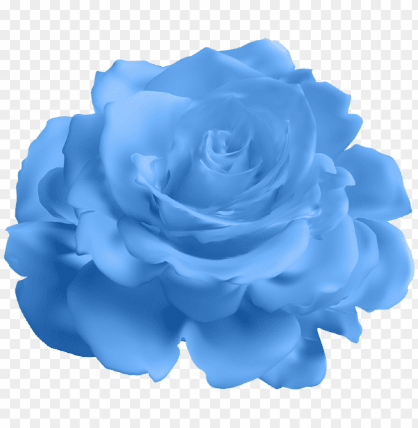 blue rose transparent