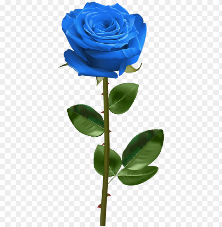 blue rose with stem