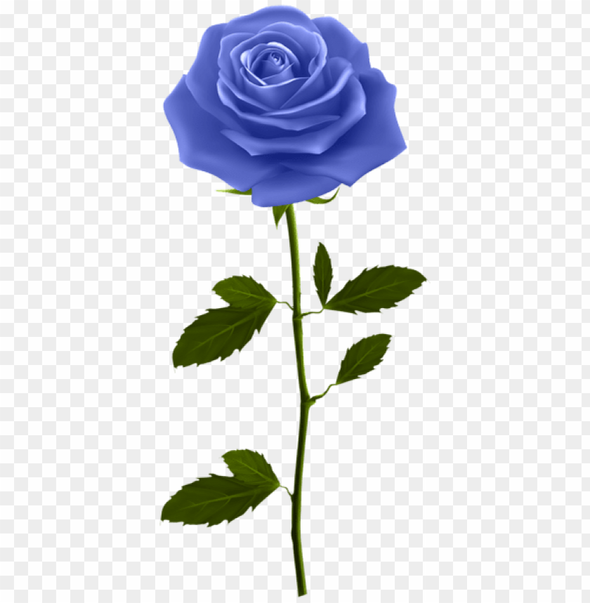 blue rose with stem