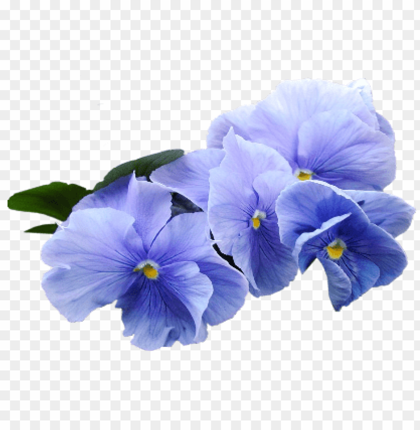 blue violet flower