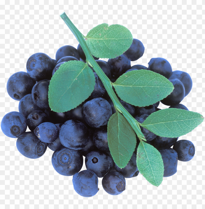 
blueberries
, 
flowering plants
, 
indigo
, 
berries
, 
cyanococcus
