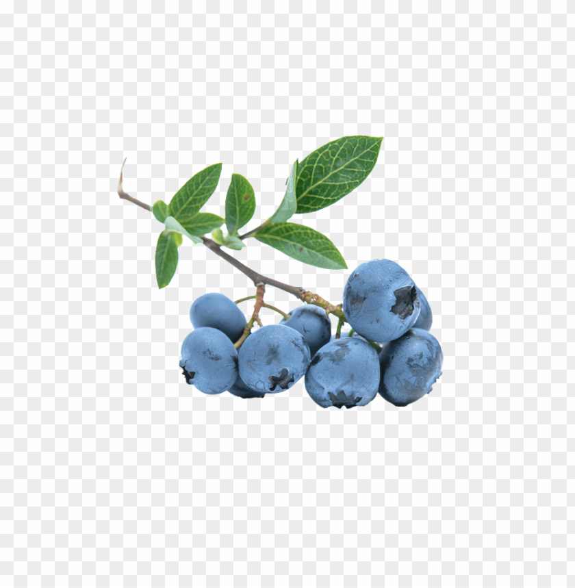 
blueberries
, 
flowering plants
, 
indigo
, 
berries
, 
cyanococcus
