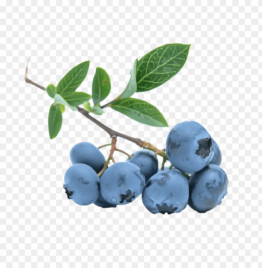 
blueberries
, 
flowering plants
, 
indigo
, 
berries
, 
cyanococcus
