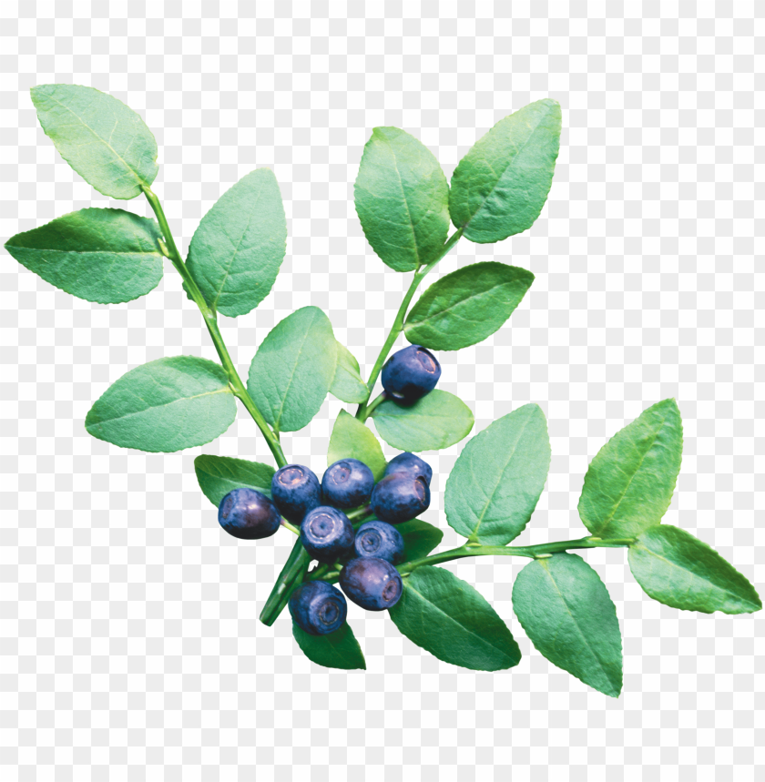 
blueberries
, 
flowering plants
, 
indigo
, 
berries
, 
cyanococcus
