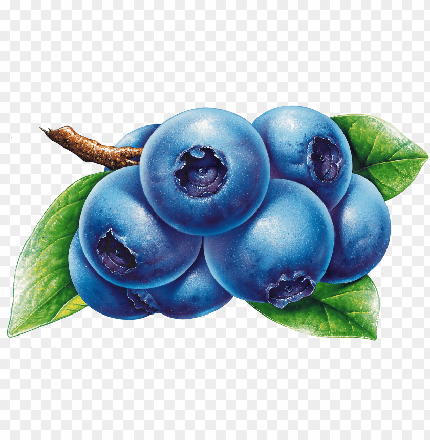 
blueberries
, 
flowering plants
, 
indigo
, 
berries
, 
cyanococcus
