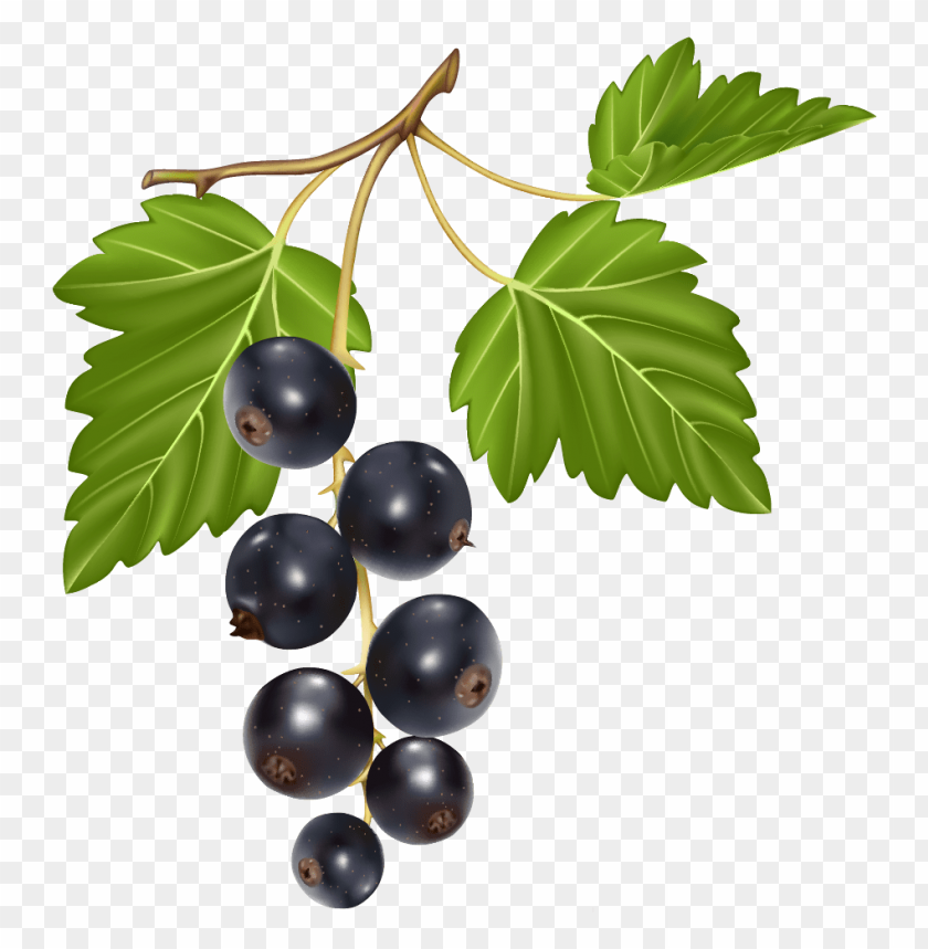 black currants, berries, green leaves, fresh fruit, natural snacks, healthy eating, vine plant