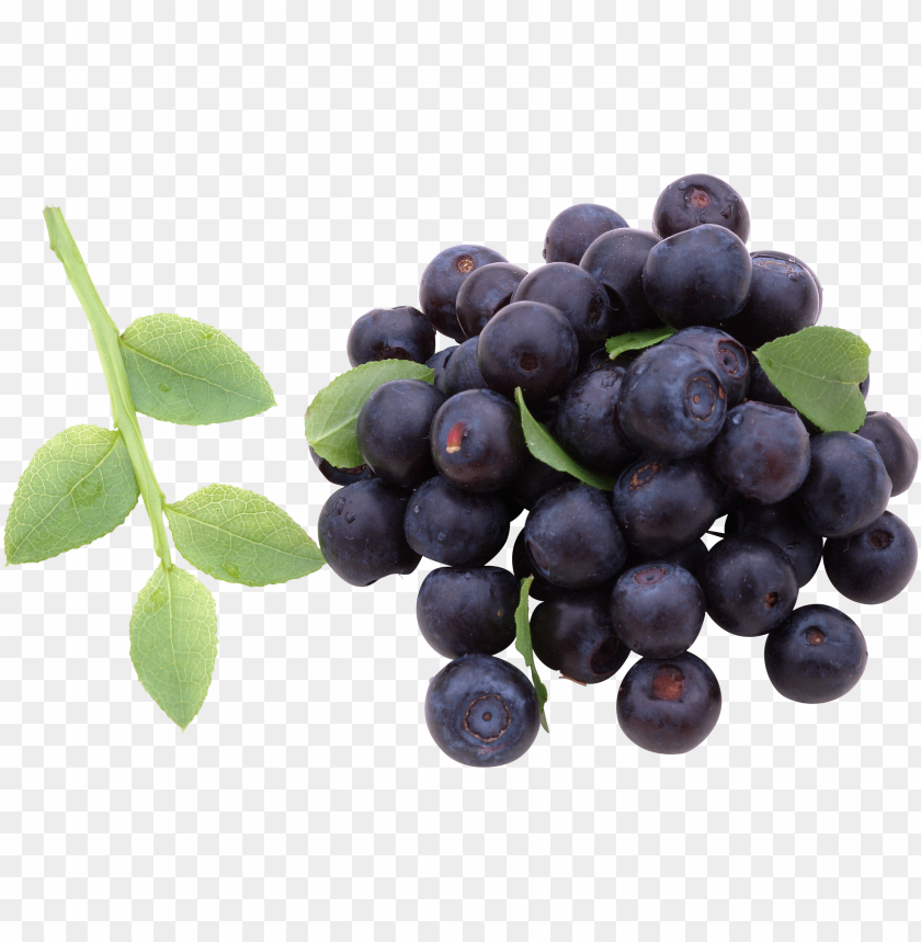 
berry
, 
fruit
, 
delicious
, 
drawing
, 
blueberry
