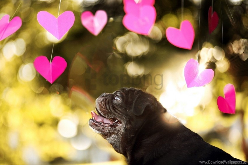 dog, pug, hearts, outdoor, pet, nature, playful