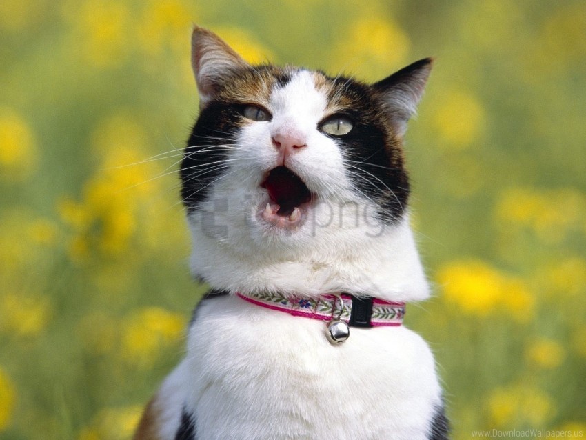 Blur Cat Dog Collar Screaming Wallpaper PNG Transparent Background