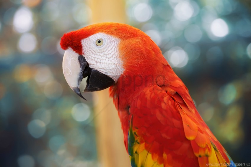 Blur Color Parrot Wallpaper PNG Transparent Background