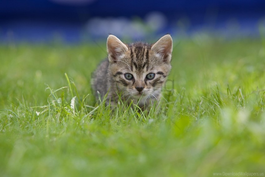 kitten, small cat, grass, nature, cute animal, feline, outdoor pet