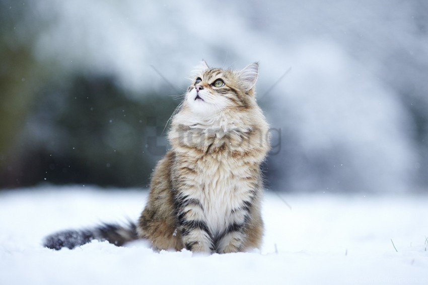 Blurring Cats Fluffy Snow Wallpaper PNG Transparent Background