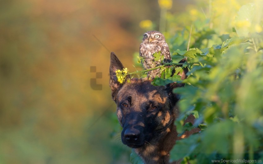 Blurring Dog Face Owl Wallpaper PNG Transparent Background