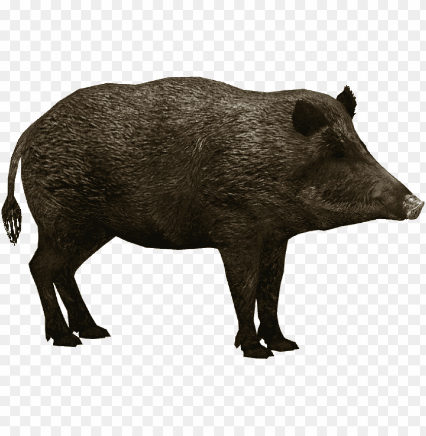 boar,boar free png,boar png free,boar free png,boar png,boar images png,boar file png