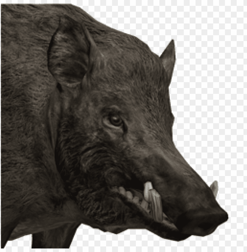 boar,boar free png,boar png free,boar free png,boar png,boar images png,boar file png