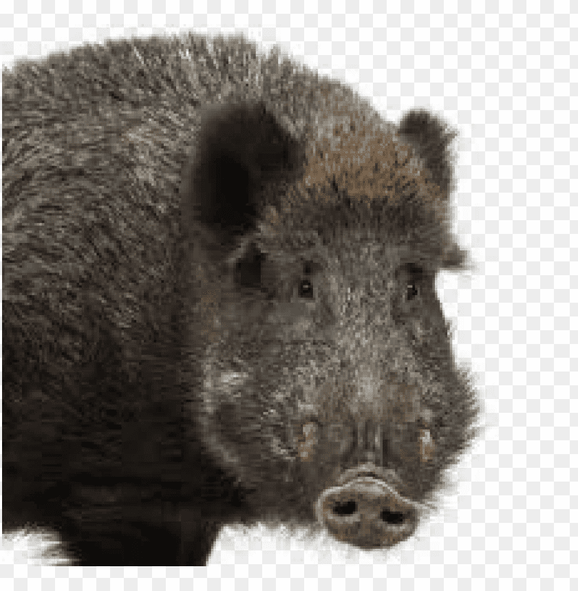 boar,boar free png,boar png free,boar free png,boar png,boar images png,boar file png