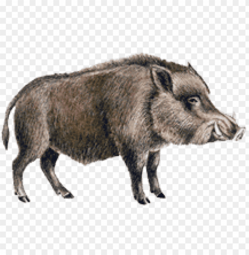 boar,boar free png,boar png free,boar free png,boar png,boar images png,boar file png