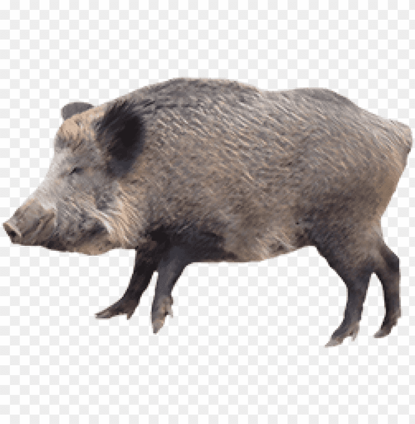 boar,boar free png,boar png free,boar free png,boar png,boar images png,boar file png